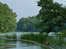 Jezioro - Bory Tucholskie