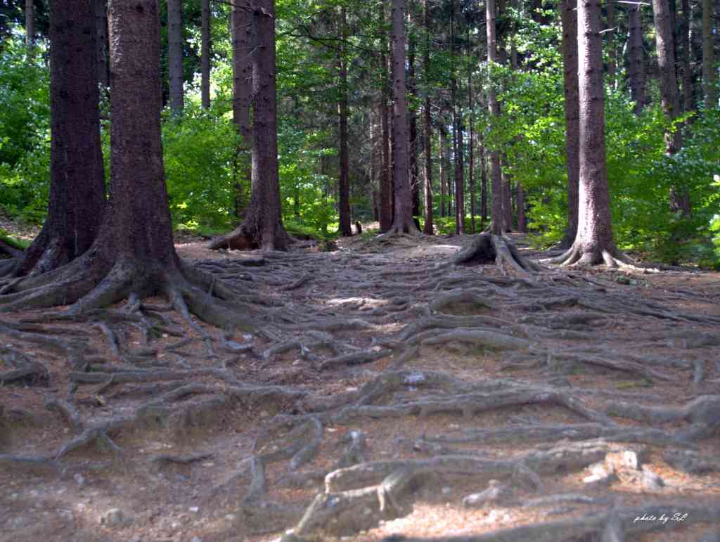 Szlak do błękitnego jeziorka - rudawy